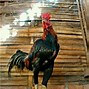 Ayam Jantan Dari Timur Adalah Julukan Yang Diberikan Kepada